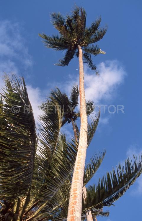 Islands;Fiji;palm tree;blue sky clouds